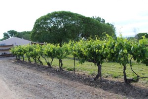grape row                                