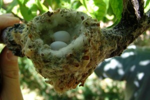 hbird eggs                        
