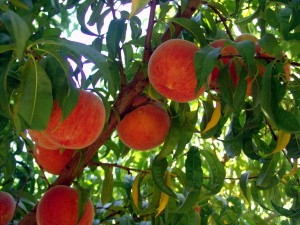 peaches tree                                