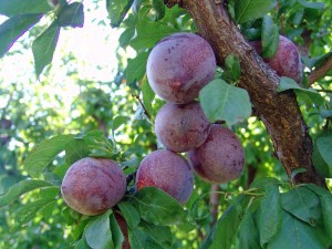 plums tree                                