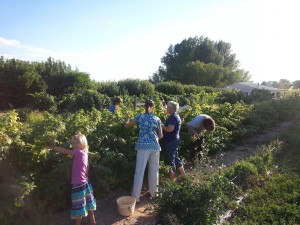 upick raspberries                                